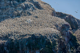 île  Rouzic