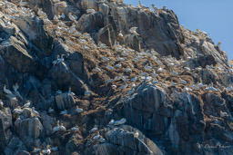île  Rouzic