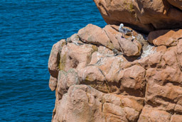 Île de Bréhat