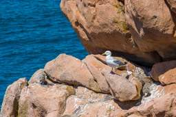 Île de Bréhat