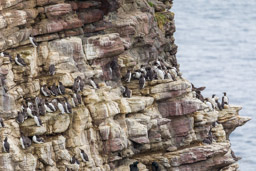 Guillemot de Troïl