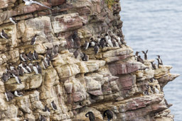 Guillemot de Troïl