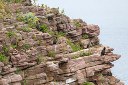 cormorans