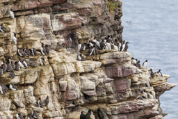 Guillemot de Troïl
