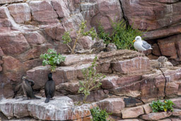 cormorans et goelands
