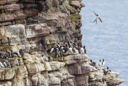 Guillemot de Troïl