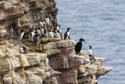 Guillemot de Troïl