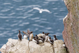 Guillemot de Troïl