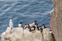 Guillemot de Troïl
