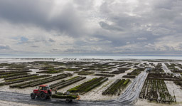 Cancale
