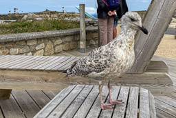 Goeland juvénile