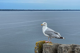Goéland