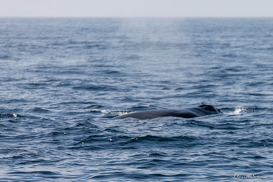 Whales watching  