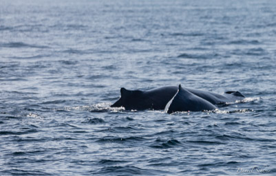 Whales watching  