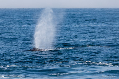 Whales watching  