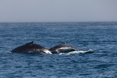 Whales watching  