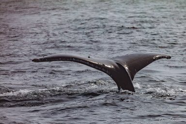 Whales watching  