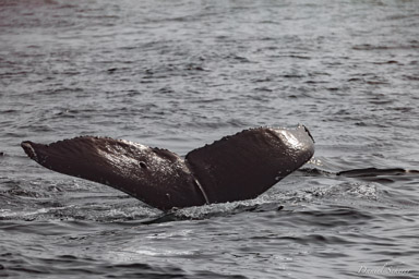 Whales watching  