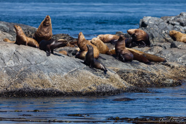 Whales watching  