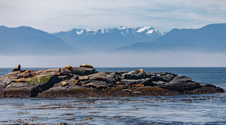 Whales watching  