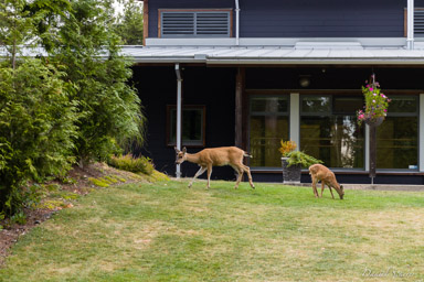   Vancouver Island