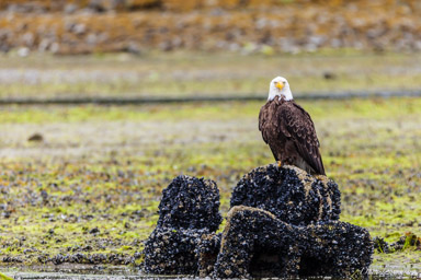 Minstrel Island  Pygargue à tête blanche Haliaeetus leucocephalus - Bald Eagle