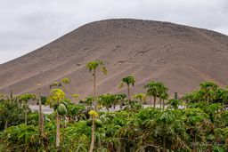 San Miguel de Azapa.    géoglyphes