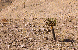 VALLEE D’AZAPA.    Cactus candélabre