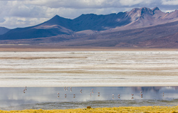 Salar de Surire.    