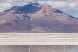 Salar de Surire.    