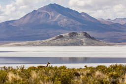 Salar de Surire.    