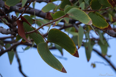 Mopane  