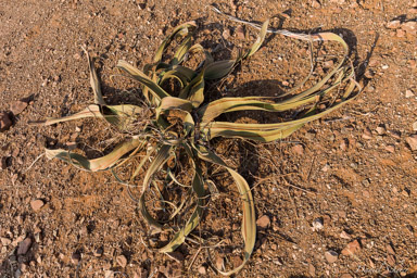 Welwitchia mirabilis  