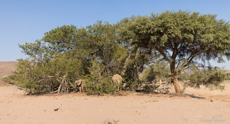 Eléphant du désert  