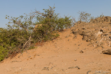 Eléphant du désert  