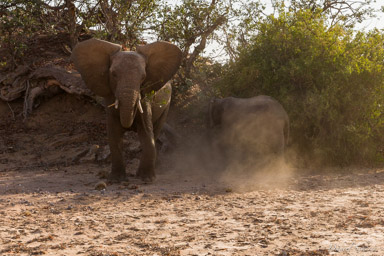 Eléphant du désert  