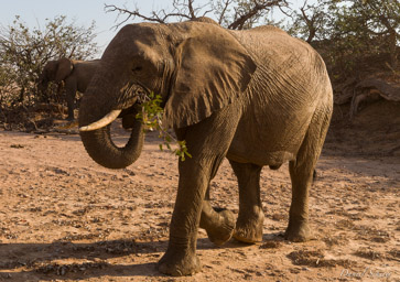 Eléphant du désert  
