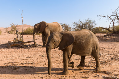 Eléphant du désert  