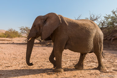 Eléphant du désert  