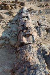 forêt pétrifiée  