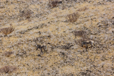 Zebre  