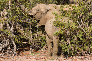 Eléphant du désert  