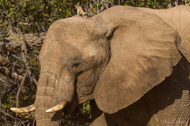Eléphant du désert  