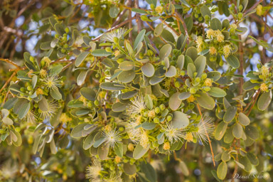 Acacia  