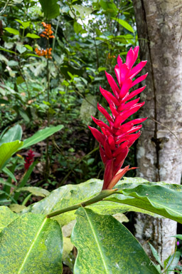 gingembre rouge Alpinia purpurata