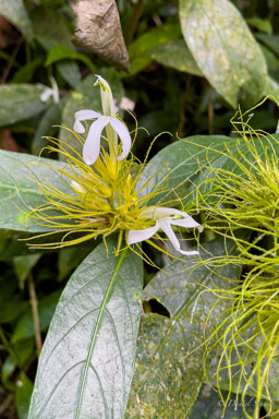 Schauria calytricha Acanthaceae