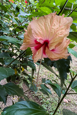 Hibiscus