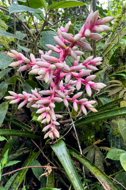 Bromeliad