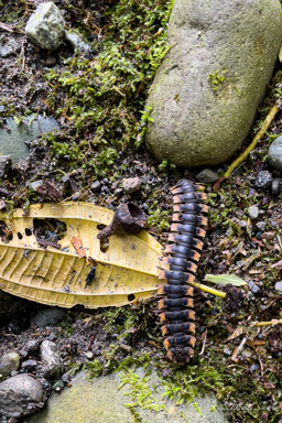mille-pattes, millipede