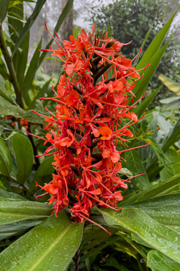 Longose à fleurs rouges